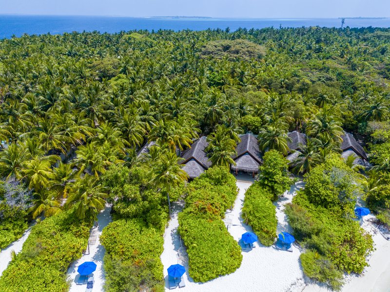 Thatched beach villas among the palms, from the air
